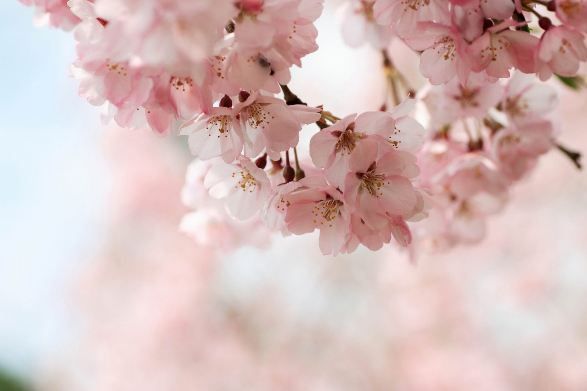 Flores rosas